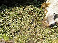 Hydrocotyle dissecta (fam Apiacees) (Nouvelle-Zelande) (1) (Photo F. Mrugala)
